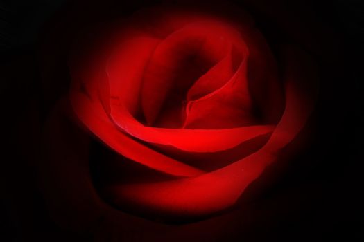 Mystery red rose in dark background.