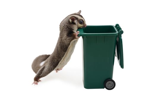 Sugarglider standing and look in to green garbage bin on white background.