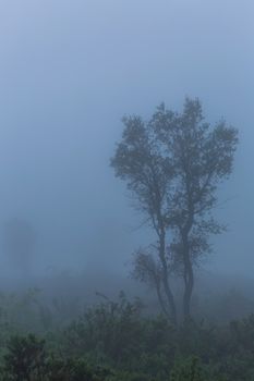 Fog in the forest at the portuguese national park, Geres, Portugal