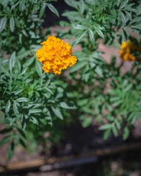 Raised bed garden with thick mulch layer and blossom yellow marigold flowers near Dallas, Texas, America. Organic homegrown medical flower blooming in springtime