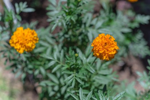 Orange and yellow marigold blossom on raised bed garden near Dallas, Texas, America. Organic homegrown medical flower blooming in springtime