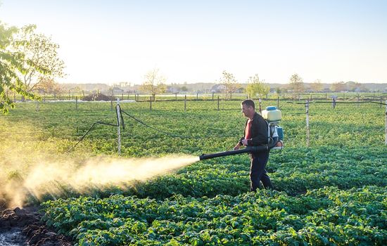 A farmer sprinkles a potato plantation with an antifungal chemical. Use chemicals in agriculture. Fight against fungal infections and insects. Agriculture and agribusiness, agricultural industry.