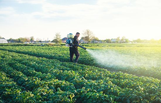 A farmer sprays a solution of copper sulfate on plants of potato bushes. Use chemicals in agriculture. Fight against fungal infections and insects. Agriculture and agribusiness, agricultural industry.