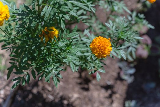 Orange and yellow marigold blossom on raised bed garden near Dallas, Texas, America. Organic homegrown medical flower blooming in springtime
