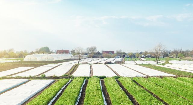 Landscape of farmland plantations covered with agrofiber. Agroindustry and agribusiness. Organic farming products in Europe. Agricultural industry growing potatoes vegetables. Beautiful countryside