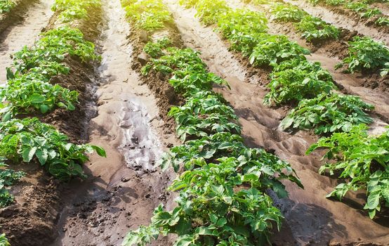 Rows of young bushes potato varieties Riviera plantation after watering irrigation. Agroindustry agribusiness. Growing food vegetables. Care cultivation of farm field. Growth process in early spring.