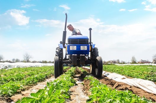 A farmer drives a tractor through the rows of a potato plantation. Improving quality of ground to allow water and nitrogen air to pass through to roots. Crop care. Farming agricultural industry