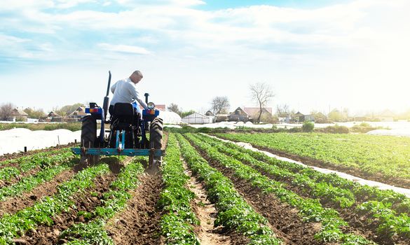 A farmer on a tractor cultivates the soil on the plantation of a young potato of the Riviera variety Type. Loosening the soil to improve air access to the roots of plants. Agricultural farm field.