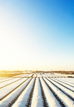 Farmer plantation fields covered with spunbond agrofibre Improving survival and efficiency of agricultural crops. The flexibility of the agricultural business to global climate change.