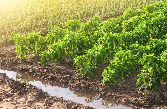 Plantations of bell pepper and leek onions. Growing organic food vegetables on a farm field. Agribusiness and farming. Cultivation and care for plantation. Improving efficiency Countryside.