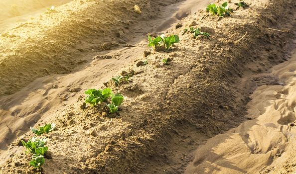 Young sprouts of potatoes make way from under the ground. The beginning of growth on the plantation field. Proper maintenance, fertilizer and watering. Protection against insects and fungal infections