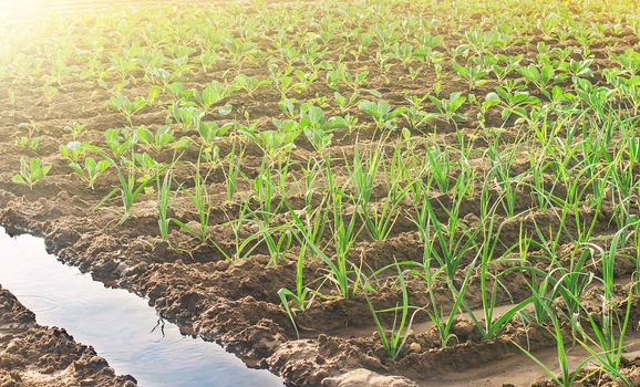 Watering the plantations of leeks and young cabbage. Farm agricultural field. Agroindustry and agribusiness. Growing organic ecological food products vegetables. Care and cultivation, farming.