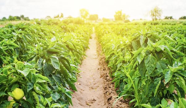 Plantations of sweet Bulgarian bell pepper bushes. Farming and agriculture. Cultivation, care and harvesting. Farm for growing vegetables. Agroindustry. Fresh green greens. Plant growing, agronomy.