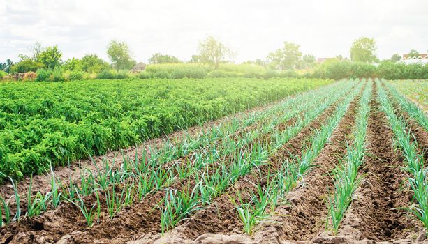 Farm plantation of leek and paprika pepper. Agribusiness and farming. Countryside. Farm for growing vegetables. Food production on small farms and households. Farmer support subsidies