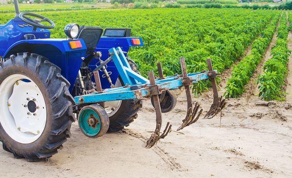 Blue tractor with a cultivator plow in a paprika pepper plantation. Farming, agriculture. Cultivation of an agricultural field. Plowing land. Agricultural equipment and technical transport.