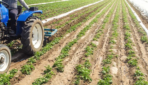 A tractor plows the soil between the rows of a potato plantation. Crop care. Improving quality of ground to allow water and nitrogen air to pass through to roots. Farming agricultural industry