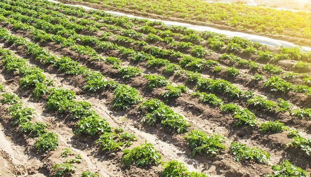 Farm agricultural field of plantation of young Riviera variety potato bushes. Agroindustry and agribusiness. Cultivation and care, harvesting in late spring. Agriculture, growing food vegetables.