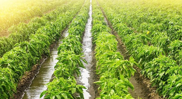 Traditional watering irrigation canals of paprika pepper plantations. Growing vegetables in the agricultural industry. Organic food products. Cultivation, care and harvesting. Beautiful farm field