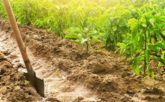 Arrangement digging of a canal irrigation system on a paprika pepper plantation. Growing organic food vegetables on a farm field. Water supply to plants in agriculture. Cultivation, care for plants.