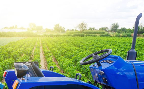 Blue tractor in a paprika pepper plantation field. Farming and agricultural industry. Cultivation and care of plants. Agricultural equipment and technical transport. Farmer support subsidies