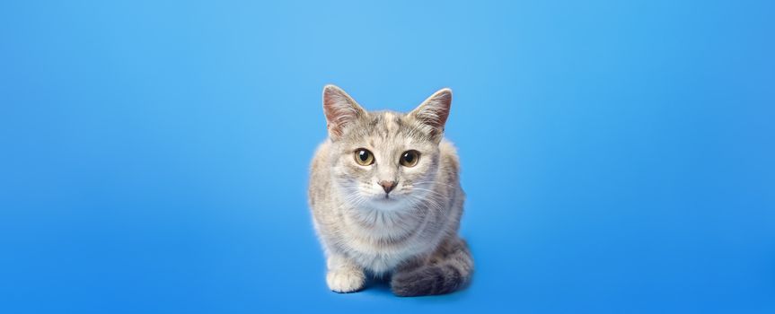 Cute tabby cat is looking curiously at the camera on a blue background. Portrait, sitting posing. Beautiful funny kitten. Breaking the fourth wall. Curiosity attentiveness. space for text, copyspace