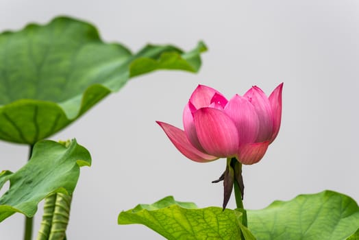 Lotus water lily flower close-up against grey background in China