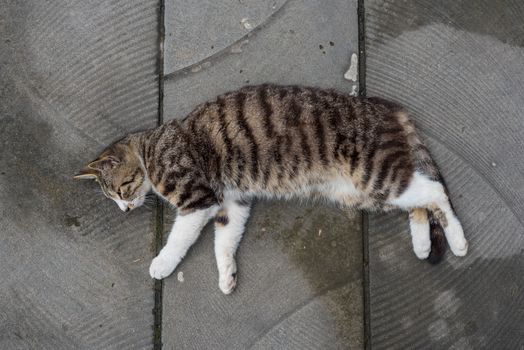 Cat lying down and resting on the ground