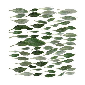Green leaves isolated on white background. Flat lay square shape texture. 