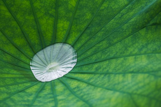 water drop on lotus leaf close-up, China