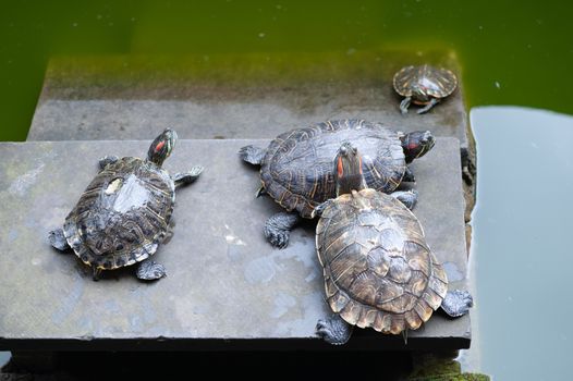 Group of turtles on a rock by a pond, Chongqing, China