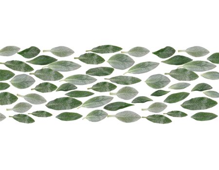 Green leaves horizontal line natural pattern isolated on white background. Closeup top view.