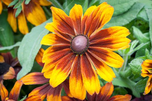 Pinewood Coneflower flower head close-up in a garden