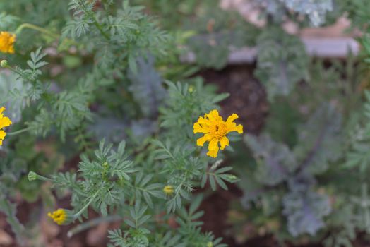 Top view yellow marigold blossom on raised bed garden near Dallas, Texas, America. Organic homegrown medical flower blooming in springtime