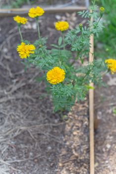 Raised bed garden with thick mulch layer and blossom yellow marigold flowers near Dallas, Texas, America. Organic homegrown medical flower blooming in springtime