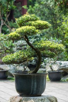 Bonsai tree in a pot against green background in BaiHuaTan public park, Chengdu, China