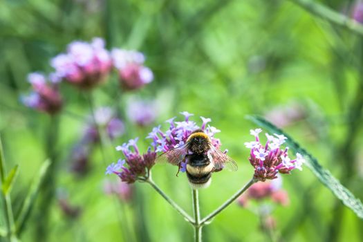 Mining bee on a purple flower, France