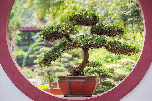 Bonsai tree in a pot on a circular chinese traditional window in BaiHuaTan public park, Chengdu, China