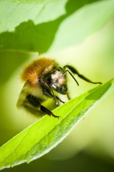 Mining bee close-up on a green leaf, France