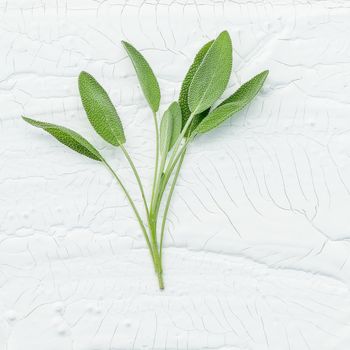 Closeup branch fresh sage leaves on white wooden background . Alternative medicine fresh salvia officinalis with flat lay.