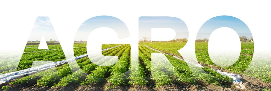 The inscription Agro on the background of a potato plantation field. Agribusiness and agro-industry. Agriculture. The use of innovative technologies, equipment and fertilizers. Beautiful landscape