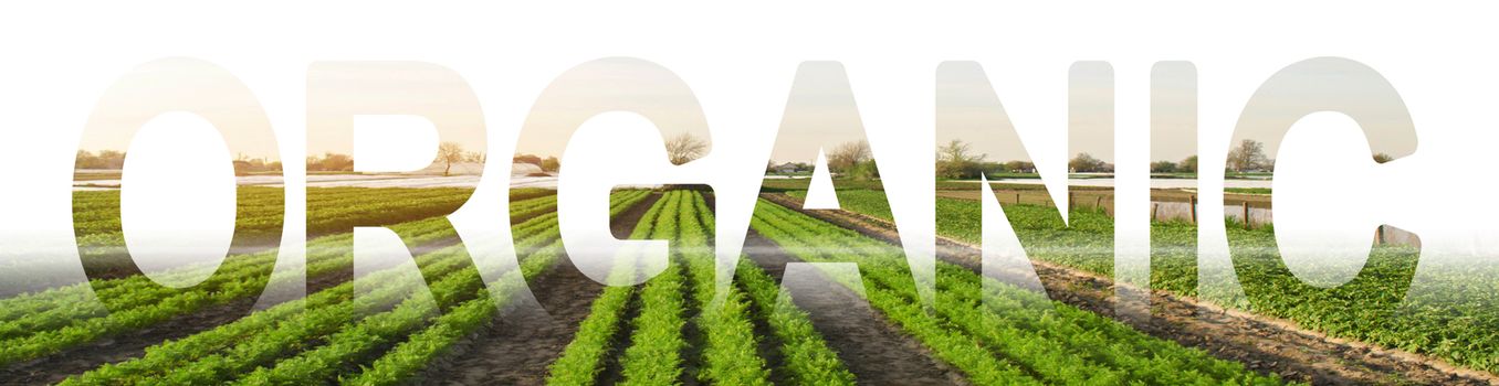 The inscription Organic on the background of a field of carrot plantation. Environmentally friendly and safe product without chemicals. Production of organic agricultural products. Rows of carrots.