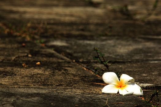 Plumeria White drop on the cement floor