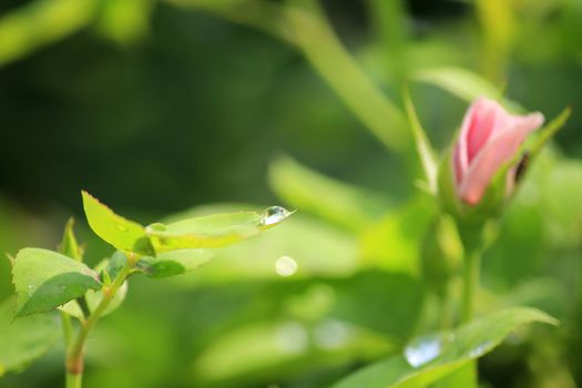 Water drops on rose leaves