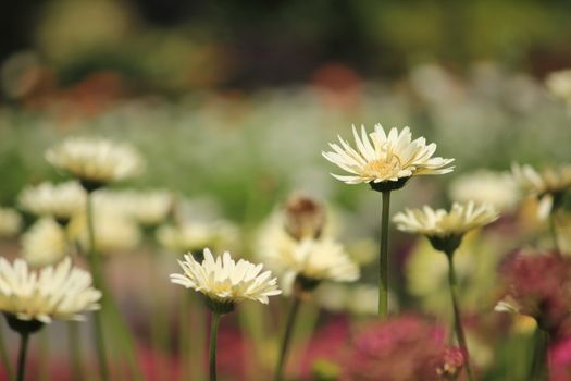 White chrysanthemums bloom in a bouquet in the garden.