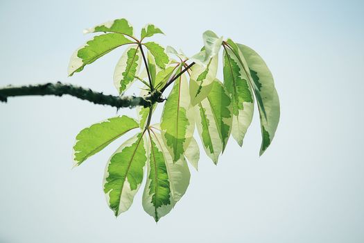 Ficus benjamina leaves, Ficus benjamina is a medium to large perennial plant. The leaves and colors vary according to the type.