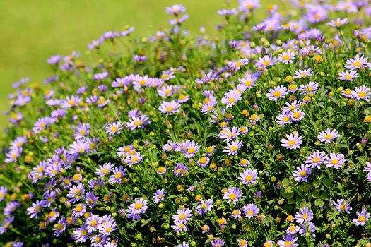 Purple chrysanthemum blooming in the garden