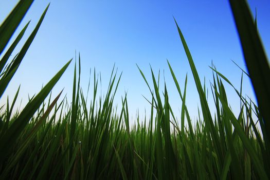 Background of rice leaves in bright green fields