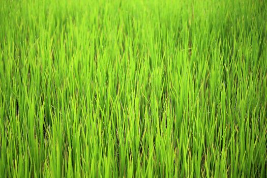 Background of rice leaves in bright green fields