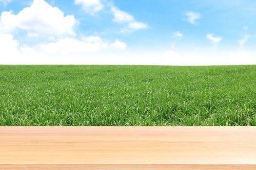empty wood table floors on sugarcane field plantation background, wood table board empty front sugar cane landscape, wooden plank blank on sugarcane tree for mock up display products sugar cane