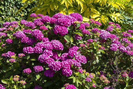 Pink hydrangea macrophylla in full flower blossom which is a spring and summer flowering shrub perennial herbaceous flower plant